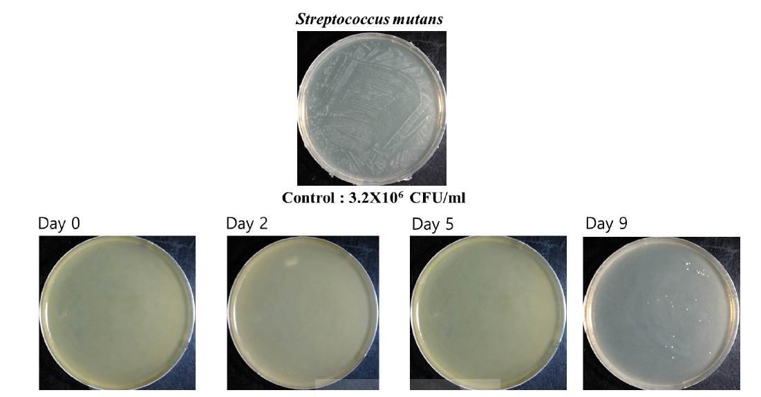 측백 추출물의 Streptococcus mutans에 대한 항균 지속효과