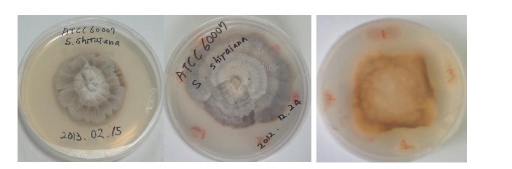 Antifungal activities of the isolated bacteria from various soil.