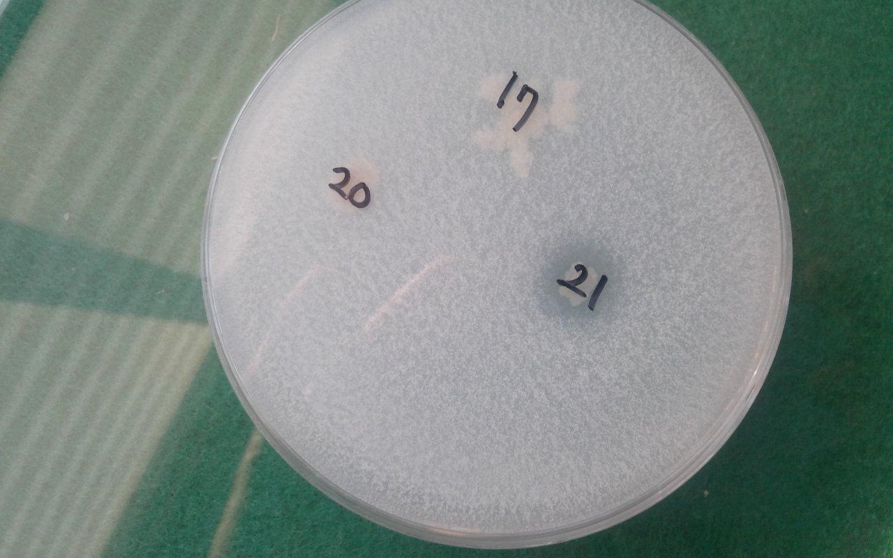 Ca3(PO4)2 solubilization of Peudomoas cepacia BBG-21 strain isolated from the melon-cultivated soil at Seongju in Kyungbuk Provinces.