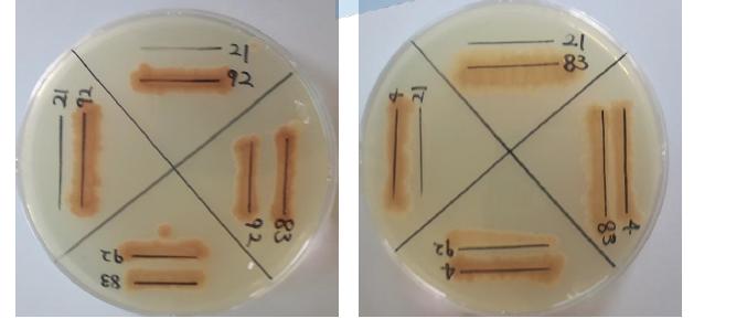 Growth inhibition among the BBG-4, 21, 83 and BBG-92 strains on LB agar plate