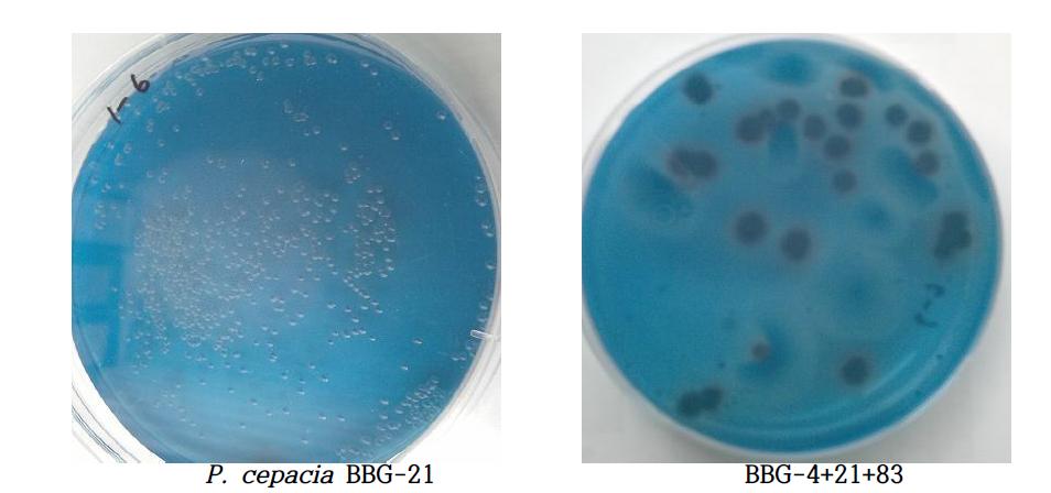 Viable cell density of mixed cultures.