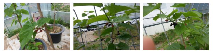 Growing stage of Mulberry tree for fruit production