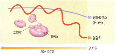당화혈색소의 측정에서 혈당이 반영되는 기간
