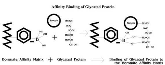 일반적인 당화단백질과 보로네이트기를 가지는 물질의 친화 반응
