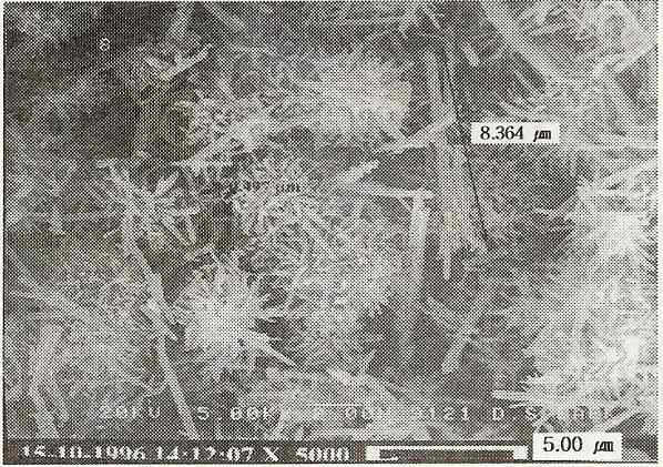 Ettringite 전자현미경 사진