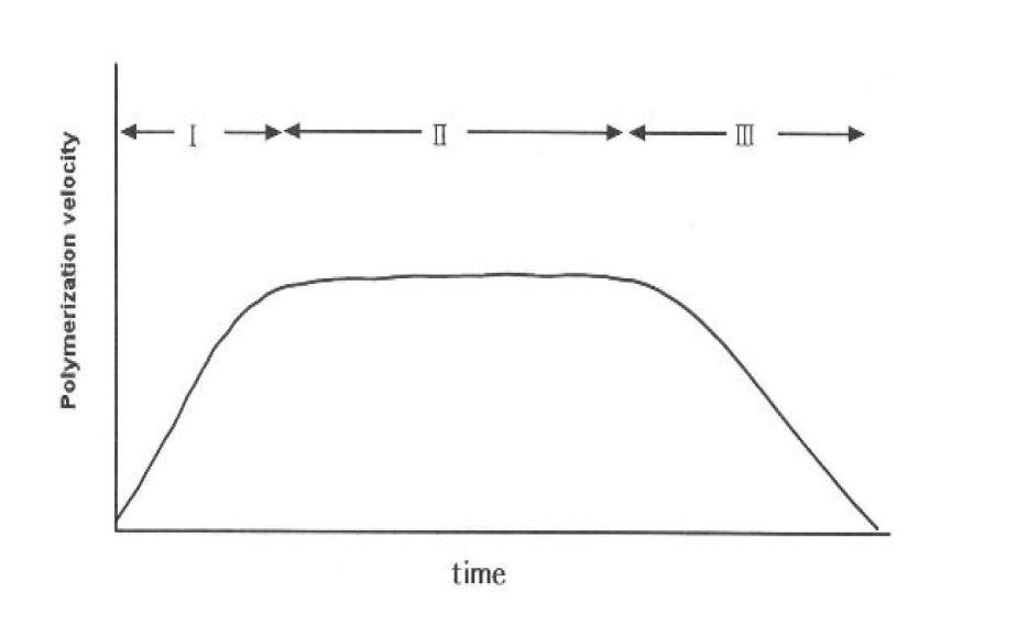 각 단계에서 시간에 따른 polymerization velocity