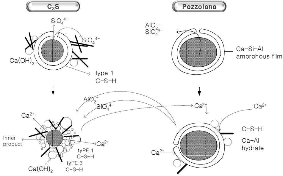 C3S와 포졸란 물질과의 수화반응 모식도