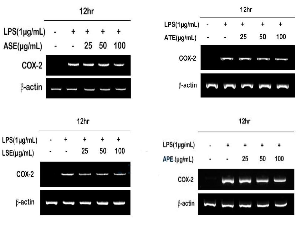 기술개발물질이 COX-2 mRNA 발현에 미치는 영향