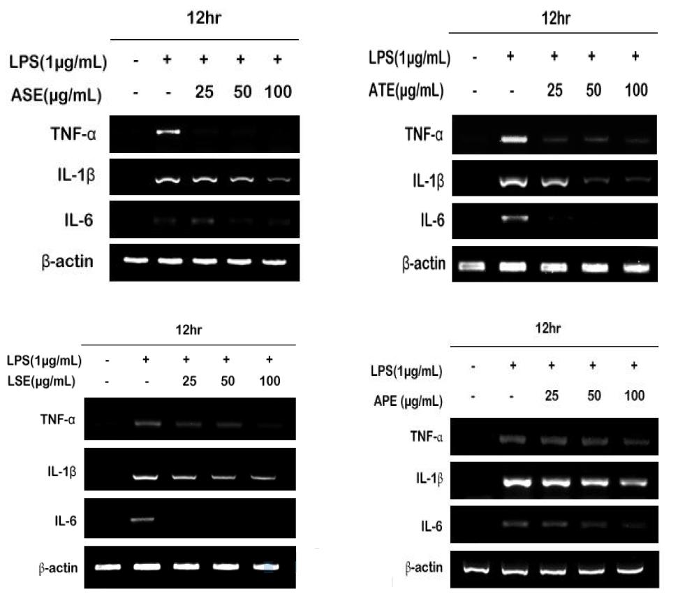 개발후보물질 4종이 TNF-α, IL-1β 및 IL-6 mRNA 발현에 미치는 영향