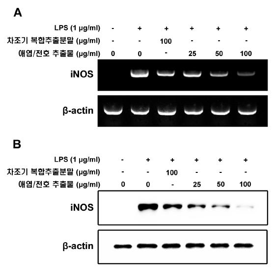 바디나물(전호)/애엽 추출 복합물(1:1) 의 RAW264.7에서 iNOS mRNA (A) 및 단백질 (B) 발현에 미치는 영향