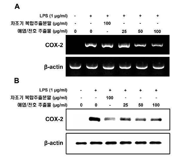 바디나물(전호)/애엽 추출 복합물(1:1) 의 RAW264.7에서 COX-2 mRNA (A) 및 단백질 발현 (B)에 미치는 영향