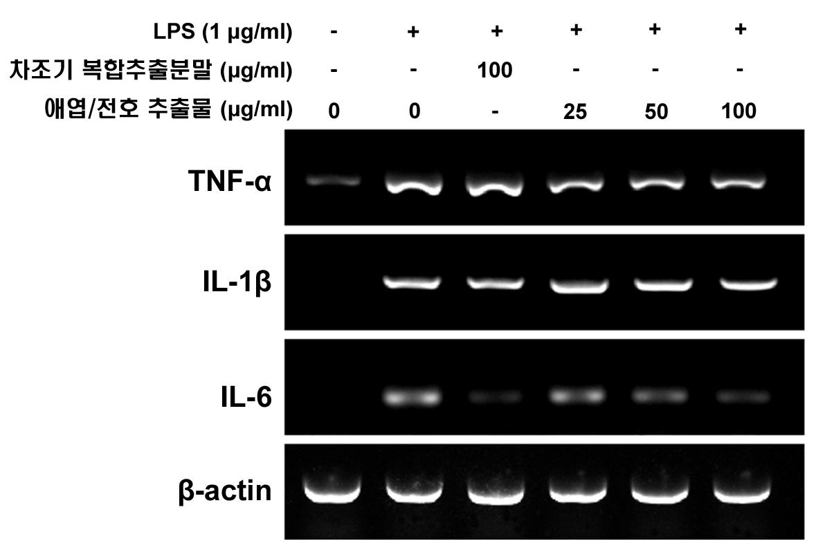 바디나물(전호)/애엽 추출 복합물(1:1) 의 RAW264.7에서 염증성 사이토카인 발현에 미치는 영향