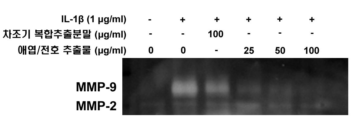바디나물(전호)/애엽 추출 복합물(1:1)이 MMP-2 및 MMP-9 활성에 미치는 영향