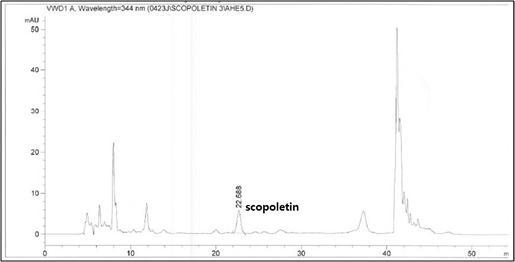애엽 원재료로부터의 Scopoletin 분석 chromatogram