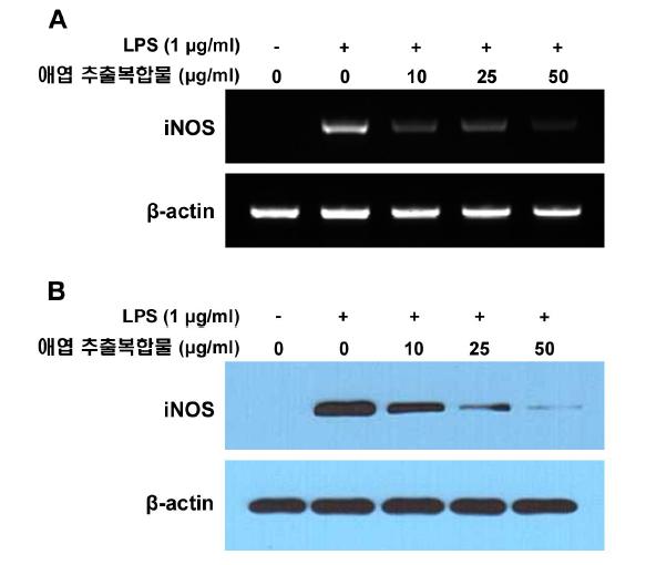 마우스 대식세포에서 애엽/바디나물(전호) 추출복합물이 iNOS 유전자(A) 및 단백질(B) 발현에 미치는영향