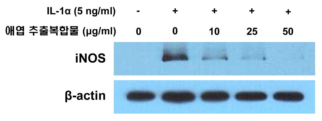 토끼 연골세포에서 애엽/바디나물(전호) 추출복합물이 iNOS 단백질 발현에 미치는 영향