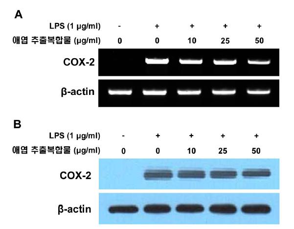 마우스 대식세포에서 애엽/바디나물(전호) 추출복합물이 COX-2 유전자(A) 및 단백질(B) 발현에미치는 영향