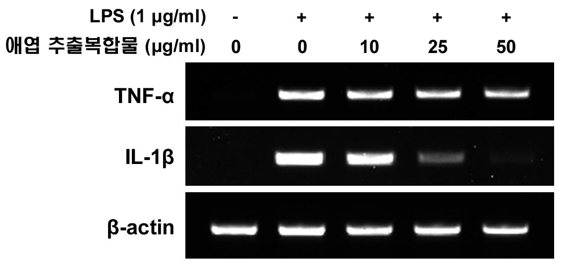 마우스 대식세포에서 애엽/바디나물(전호) 추출복합물이 TNF-α 및 IL-1β 유전자 발현에 미치는 영향