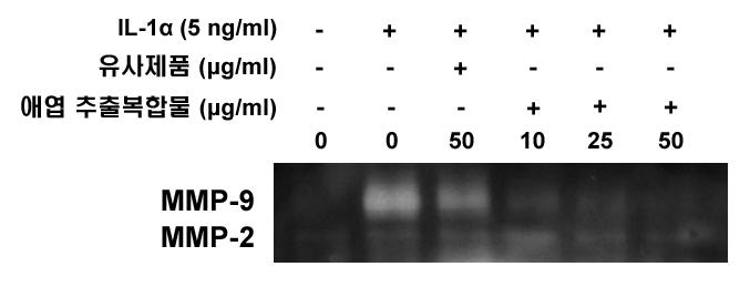 토끼 연골세포에서 애엽/바디나물(전호) 추출복합물이 MMP-9 활성에 미치는 영향