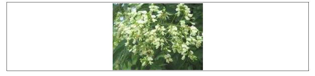 회화나무 꽃