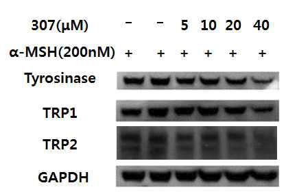 Compound 10B(307)의 단백질 발현시험