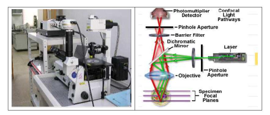 Photograph of confocal laser scanning microscope