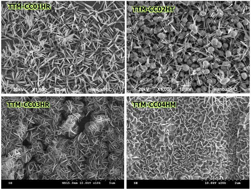 Amphiphilic Coating SEM 이미지