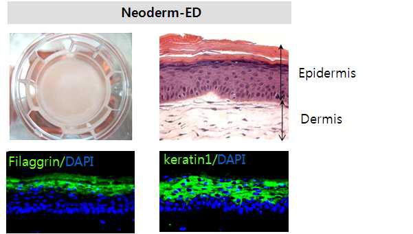 상처치유능 분석을 위해 제조한 삼차원배양피부모델 (Neoderm-ED)