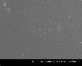 동결건조 알지네이트 하이드로젤의 전자현미경 사진