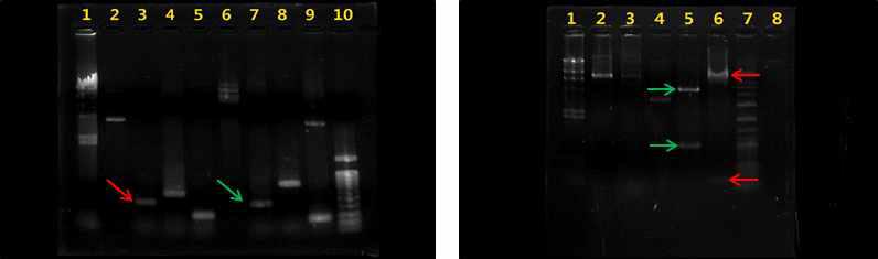 발현벡터의 PCR검증