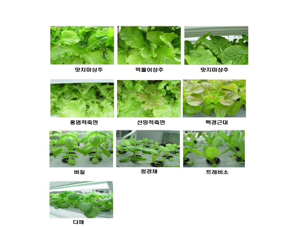 태양광 병용형 식물공장의 채소 생육상황