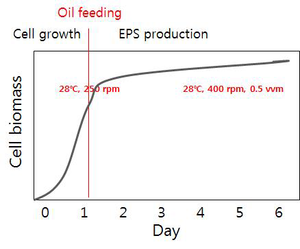 배양 조건 및 오일 feeding 시기.