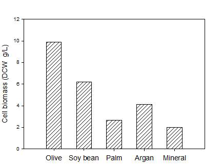 Oil 종류 별 효모의 biomass 생산량.