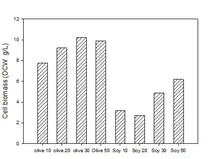 Oil 함량에 따른 SY16 cell biomass.