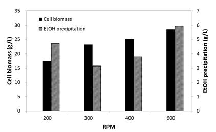 교반속도에 따른 cell biomass량과 에탄올 침전물량