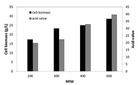 교반속도에 따른 cell biomass량과 산가