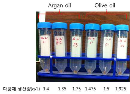 에탄올 비율과 다당체 생산량.