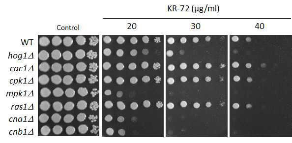 C. neoformans의 신호전달 돌연변이주를 이용한 KR-72 화합물의 감수성 검사