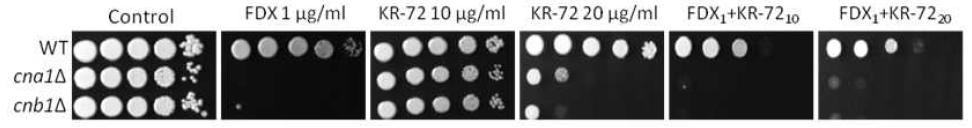 C. neoformans의 CNA1/CNB1 돌연변이주를 이용한 fludioxonil와 KR-72 화합물의 combination test