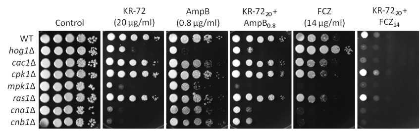 C. neoformans의 신호전달 돌연변이주를 이용한 KR-72와 다른 항진균제와의 combination test