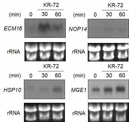 KR-72로 처리한 후, ECM16, NOP14, HSP10 및 MGE1의 발현 변화를 나타낸 Northern blot