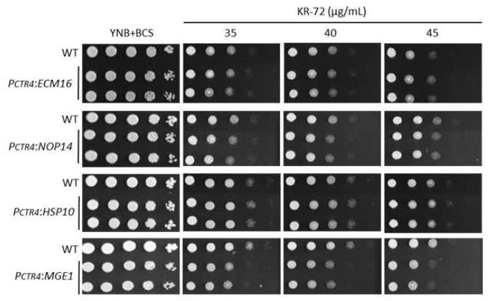 CTR4 promoter 치환 균주를 이용한 유전자 과발현 시 KR-72에 대한 감수성 시험
