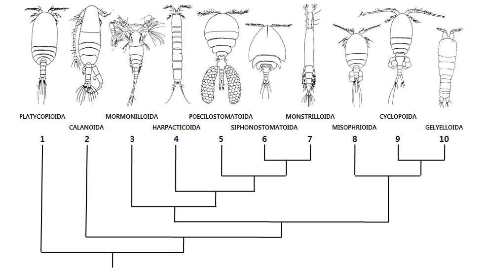 요각아강(Copepoda)의 목(order)간 계통유연관계