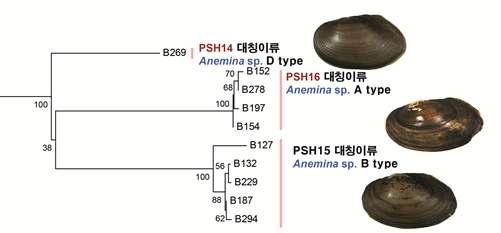 미토콘드리아 COI 유전자를 이용한 한국산 석패류의 분자계통수 중 대칭이류 그룹