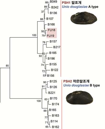 미토콘드리아 COI 유전자를 이용한 한국산 석패류의 분자계통수 중 말조개류 그룹