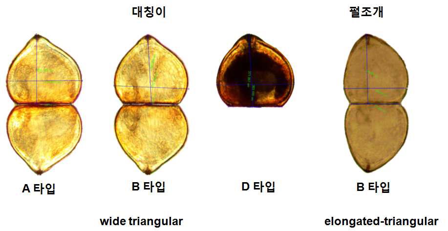 대칭이와 펄조개 유생의 형태