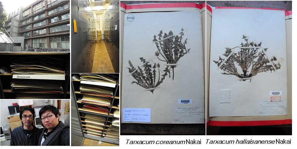 동경대학교 식물표본관 및 관찰한 Taraxacum 표본 사진