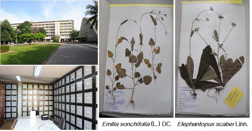 캄보디아 왕립대학교 식물표본관 및 관찰한 국화과 표본 사진