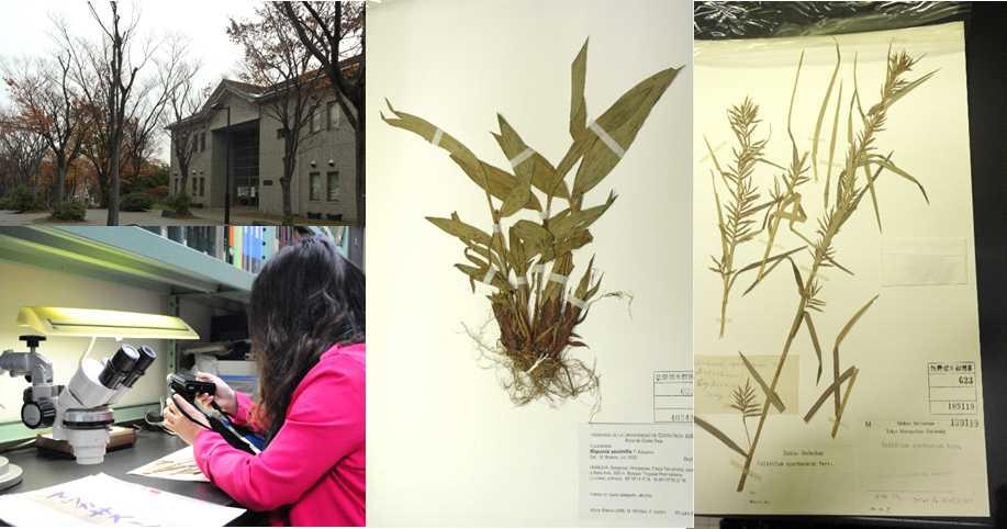 도쿄도립대학교 식물표본관 및 관찰한 사초과 표본 사진