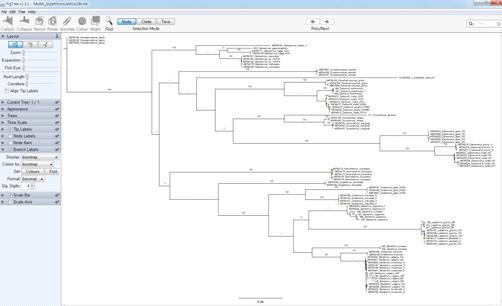 염기서열을 이용한 계통분석 Tree